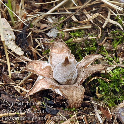 Hvězdovka vypouklá Navle-stjernebold Napamaatähti Bruine aardster Kehely csillaggomba Napf-Erdstern Navlejordstjerne Gwiazdosz bury Geastrum elegans badium