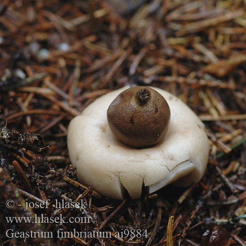 Geastrum fimbriatum ai9884