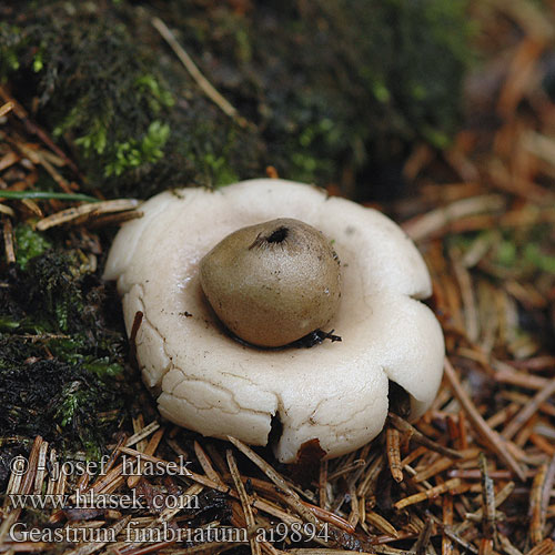 Geastrum fimbriatum ai9894