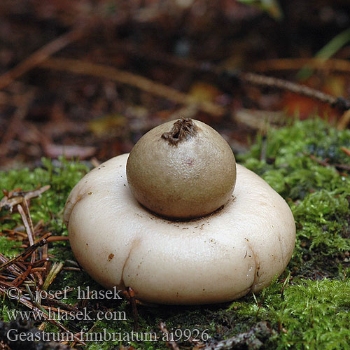 Geastrum fimbriatum ai9926