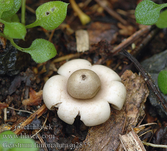 Geastrum fimbriatum Gewimperter Erdstern Brun jordstjerne