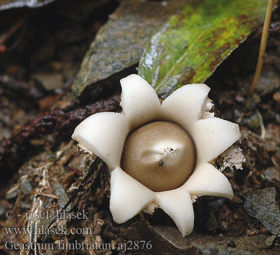 Geastrum fimbriatum Звездовик бахромчатый Fransad jordstjärna