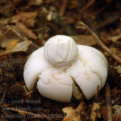 Geastrum fimbriatum am1164