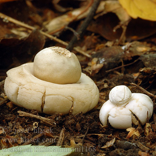 Hviezdovka strapkatá Sessile Earthstar Frynset