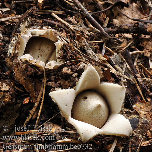 Sessile Earthstar Frynset stjernebold Ripsimaatähti Gewimperde aardster