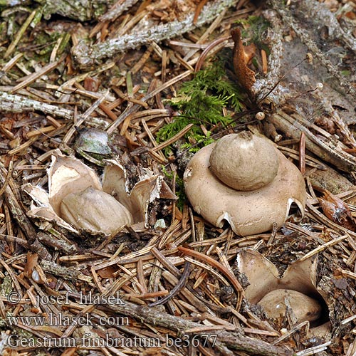 Geastrum fimbriatum be3677