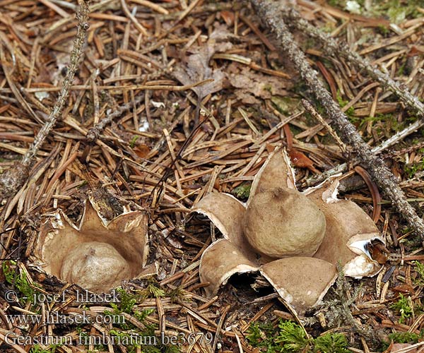 Geastrum fimbriatum be3679