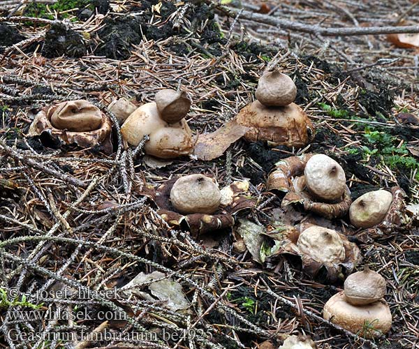 Geastrum fimbriatum be4925