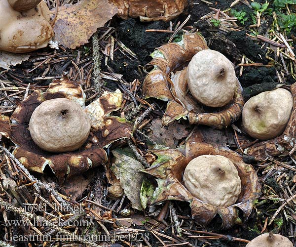 Gewimperter Erdstern Brun jordstjerne Geastrum fimbriatum Звездовик бахромчатый