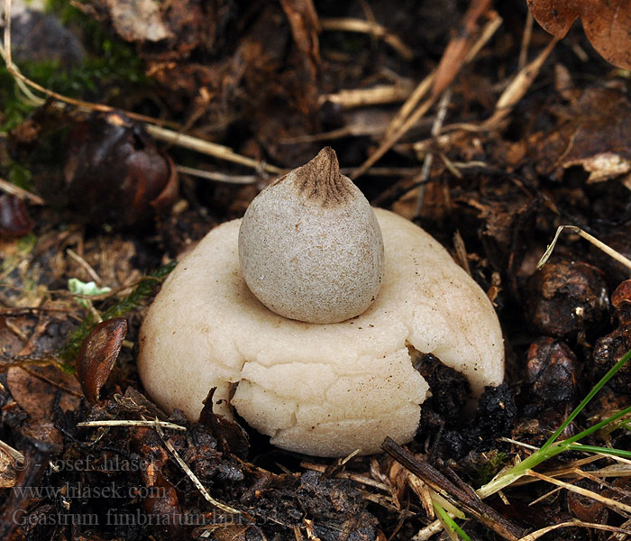 Hvězdovka brvitá Geastrum fimbriatum sessile Géastre sessile