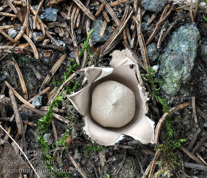 Geastrum fimbriatum sessile Hvězdovka brvitá