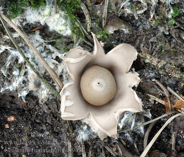 Geastrum fimbriatum Géastre sessile