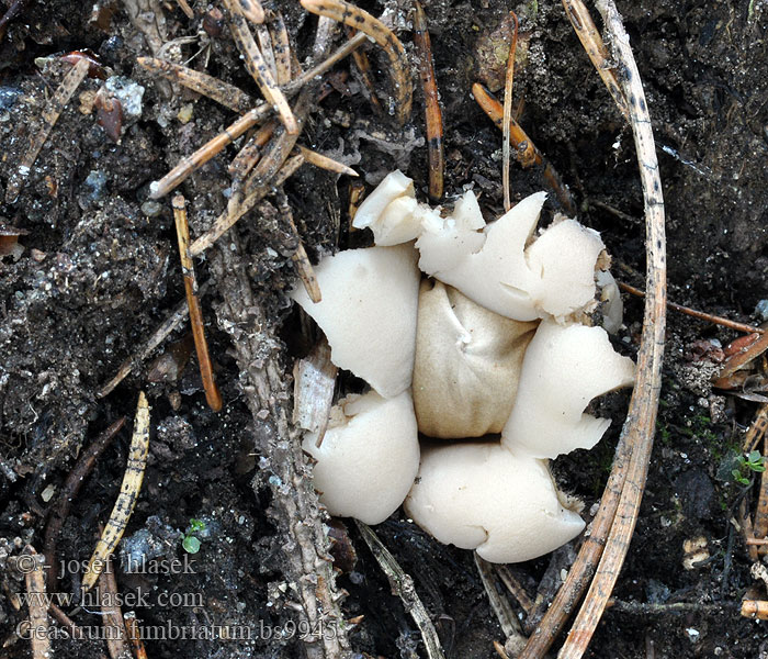 Geastrum_fimbriatum_bs9945