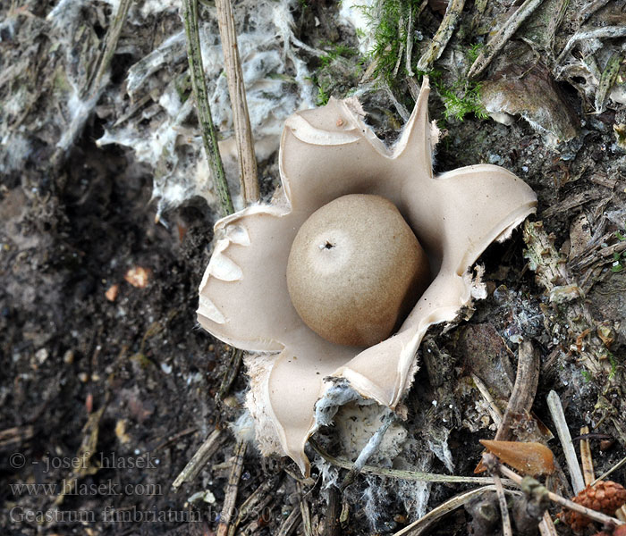 Geastrum fimbriatum Sessile Earthstar