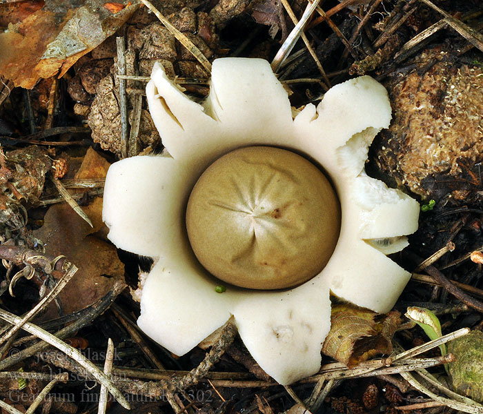 Geastrum fimbriatum sessile Hvězdovka brvitá