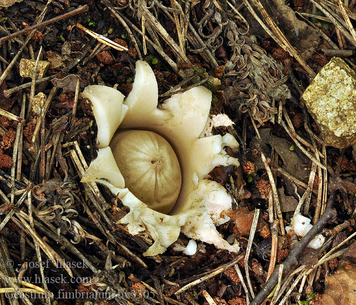 Geastrum fimbriatum Géastre sessile