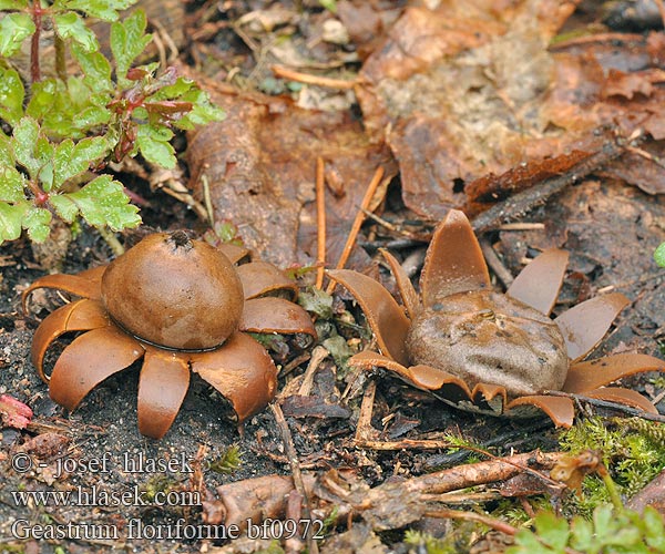 Geastrum floriforme Hvězdovka kvítkovitá Hviezdovka kvetovitá Blumen Erdstern Blumenerdstern Daisy Earthstar Blomster-Stjernebold Géastre forme fleur Bloemaardster Gwiazdosz kwiatuszkowaty Звездовик цветковидный бахромчатый