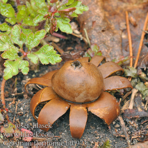 Geastrum floriforme bf0973