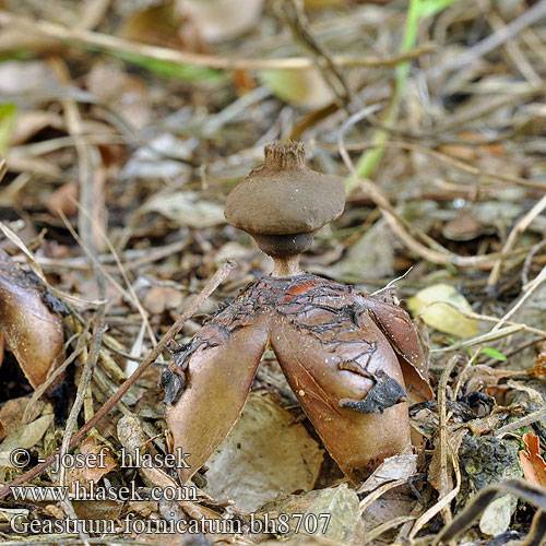 Geastrum fornicatum Hvězdovka klenbová Géastre cambré Grote vierslippige aardster Csészés csillaggomba Großer Nest Erdstern Grosser Nesterdstern Gwiazdosz wzniesiony Звездовик сводчатый Hviezdovka klenbová