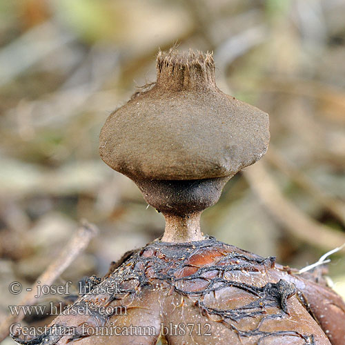 Geastrum fornicatum bh8712