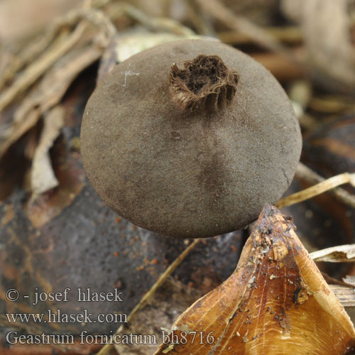 Geastrum fornicatum bh8716