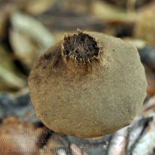 Geastrum fornicatum bh8720