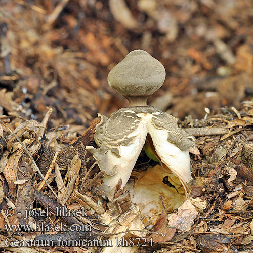 Geastrum fornicatum bh8724