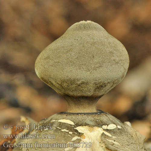 Geastrum fornicatum bh8729