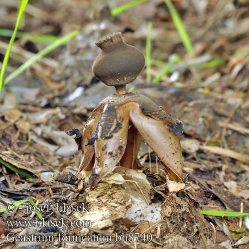 Csészés csillaggomba Großer Nest Erdstern Grosser Nesterdstern Gwiazdosz wzniesiony Звездовик сводчатый Hviezdovka klenbová Geastrum fornicatum Hvězdovka klenbová Géastre cambré Grote vierslippige aardster