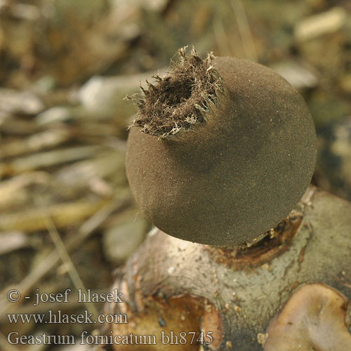 Großer Nest Erdstern Grosser Nesterdstern Gwiazdosz wzniesiony Звездовик сводчатый Hviezdovka klenbová Geastrum fornicatum Hvězdovka klenbová Géastre cambré Grote vierslippige aardster Csészés csillaggomba