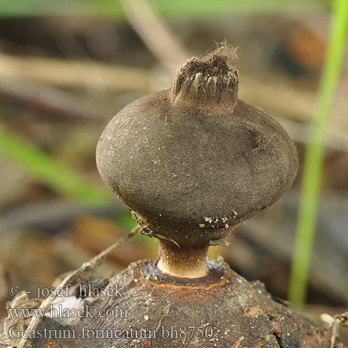 Gwiazdosz wzniesiony Звездовик сводчатый Hviezdovka klenbová Geastrum fornicatum Hvězdovka klenbová Géastre cambré Grote vierslippige aardster Csészés csillaggomba Großer Nest Erdstern Grosser Nesterdstern