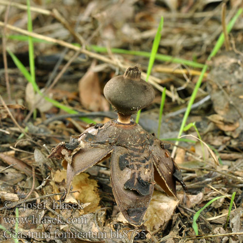 Hviezdovka klenbová Geastrum fornicatum Hvězdovka klenbová Géastre cambré Grote vierslippige aardster Csészés csillaggomba Großer Nest Erdstern Grosser Nesterdstern Gwiazdosz wzniesiony Звездовик сводчатый