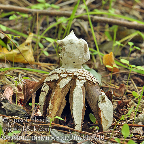 Geastrum melanocephalum bh8640