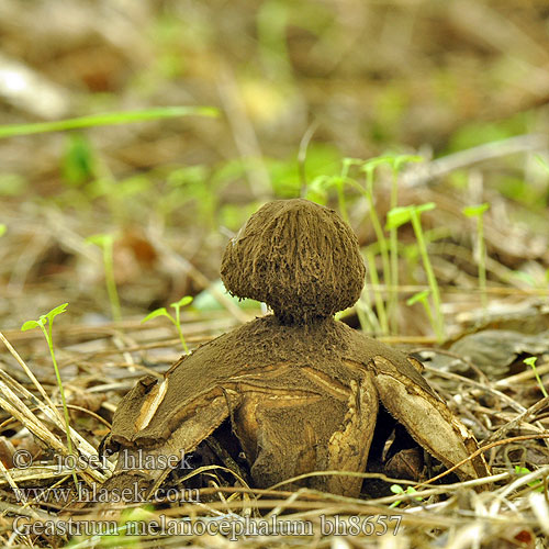 Hvězdovka vlasohlavá Hairy Earthball Håret stjernebold Géastre tête noire Poederkopaardster Álcsillaggomba Riesen-Erdstern Gwiazdosz czarnogłowy Звездовик черноголовый Геаструм Hviezdovka vlasatá Geastrum melanocephalum Trichaster melanocephalus