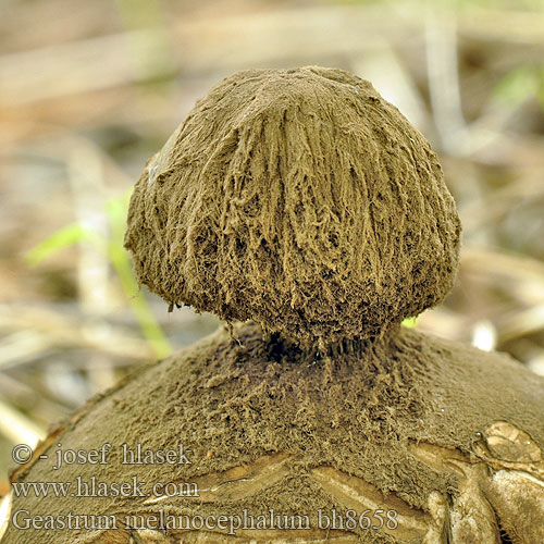 Geastrum melanocephalum bh8658