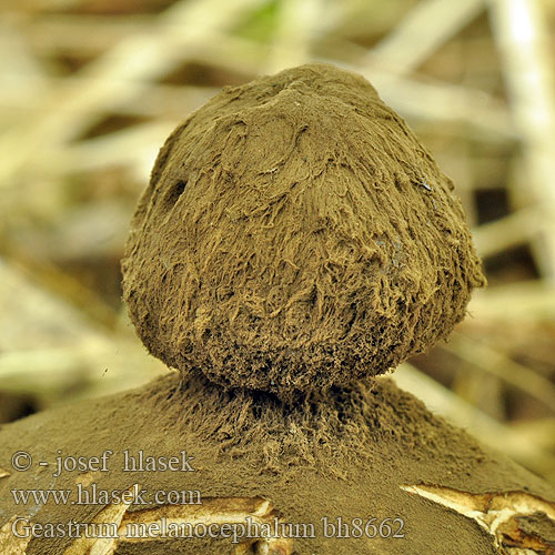 Geastrum melanocephalum bh8662