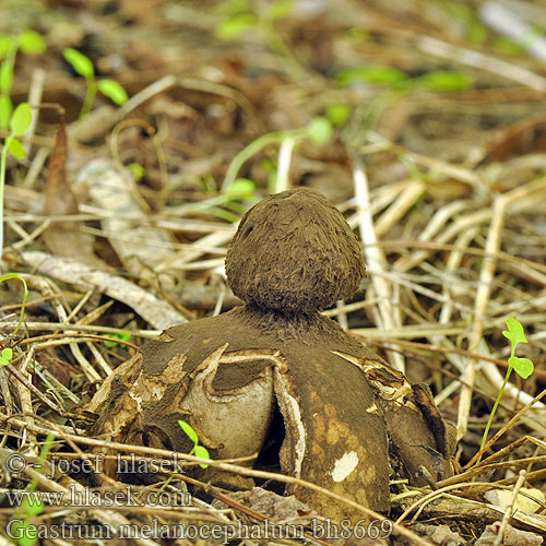 Звездовик черноголовый Геаструм Hviezdovka vlasatá Geastrum melanocephalum Trichaster melanocephalus Hvězdovka vlasohlavá Hairy Earthball Håret stjernebold2 Géastre tête noire Poederkopaardster Álcsillaggomba Riesen-Erdstern Gwiazdosz czarnogłowy