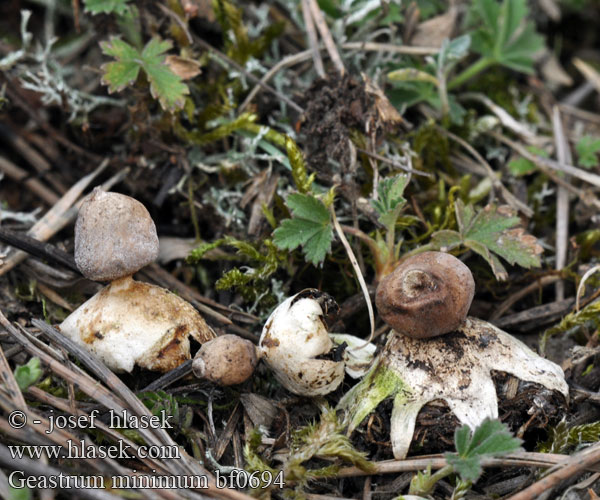 Geastrum minimum Hvězdovka maličká Géastre miniscule Kleine Aardster Zwerg-Erdstern Gwiazdosz najmniejszy Звездовик маленький Hviezdovka malá Liten jordstjärna Småjordstjerne