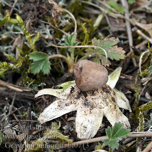 Kleine Aardster Zwerg-Erdstern Gwiazdosz najmniejszy Звездовик маленький Hviezdovka malá Liten jordstjärna Småjordstjerne Geastrum minimum Hvězdovka maličká Géastre miniscule