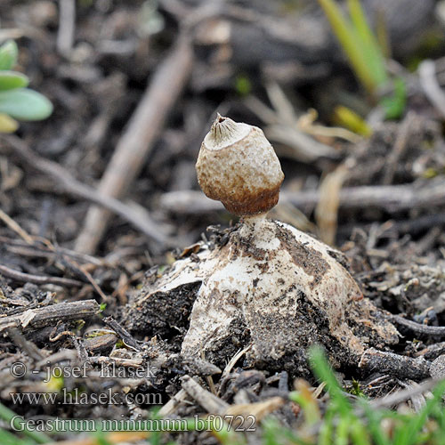 Звездовик маленький Hviezdovka malá Liten jordstjärna Småjordstjerne Geastrum minimum Hvězdovka maličká Géastre miniscule Kleine Aardster Zwerg-Erdstern Gwiazdosz najmniejszy