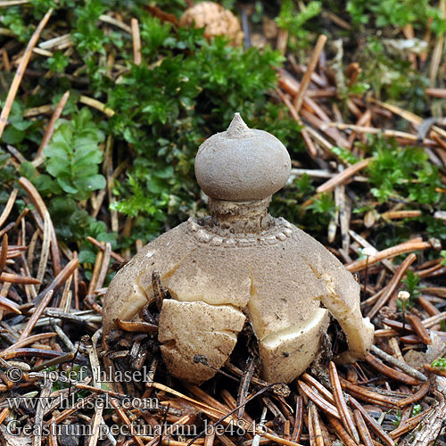 Geastrum pectinatum Kamm-Erdstern Gwiazdosz długoszyjkowy Uurremaatähti Hvězdovka dlouhokrká Stilket stjernebold Géastre pectiné Grote aardster コフキクロツチガキ Skaftjordstjerne Gwiazdosz długoszyjkowy Звездовик гребенчатый Hviezdovka dlhokŕčková Kamjordstjärna