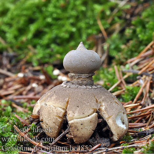 Geastrum pectinatum be4852