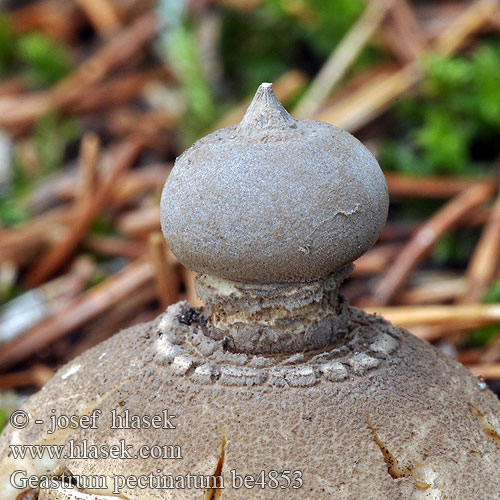 Geastrum pectinatum be4853