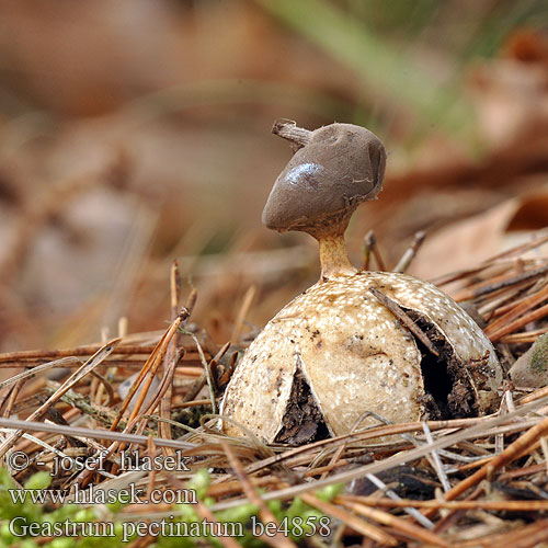 Gwiazdosz długoszyjkowy Звездовик гребенчатый Hviezdovka dlhokŕčková Kamjordstjärna Geastrum pectinatum Kamm-Erdstern Gwiazdosz długoszyjkowy Uurremaatähti Hvězdovka dlouhokrká Stilket stjernebold Géastre pectiné Grote aardster コフキクロツチガキ Skaftjordstjerne