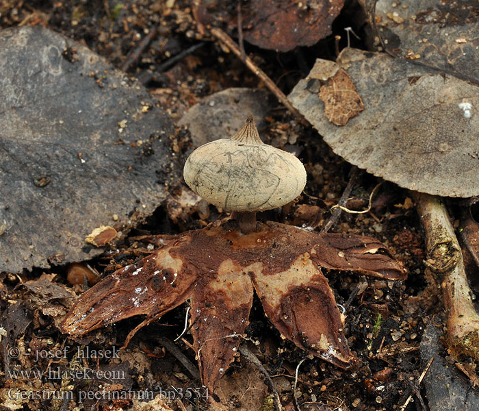 Geastrum_pectinatum_bp3554