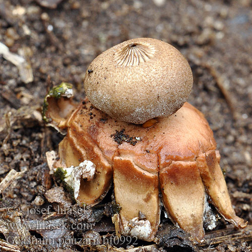 Geastrum pouzarii Hvězdovka Pouzarova Géastre printanier Böhmische Erdstern