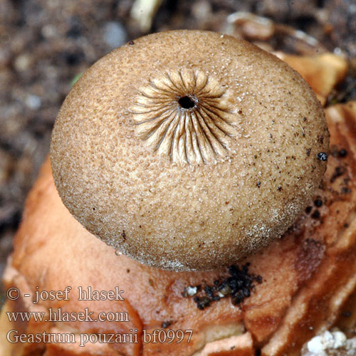 Geastrum pouzarii bf0997