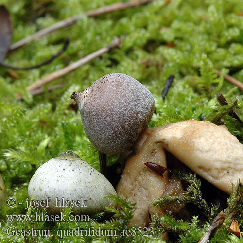 Geastrum quadrifidum Hvězdovka smrková Gwiazdosz czteropromienny Four-Footed Earthstar Kleiner Nesterdstern Nest-Erdstern Géastre quatre pieds branches Četverokraka zvezdica Vierslippige aardster Fyrflikig jordstjärna Firfliget stjernebold Звездовик четырехлопастной Hviezdovka štvorcípová Neulasmaatähti