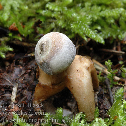 Geastrum quadrifidum Kleiner Nesterdstern Nest-Erdstern Géastre quatre pieds branches Četverokraka zvezdica Vierslippige aardster Fyrflikig jordstjärna Firfliget stjernebold Звездовик четырехлопастной Hviezdovka štvorcípová Neulasmaatähti Hvězdovka smrková Gwiazdosz czteropromienny Four-Footed Earthstar