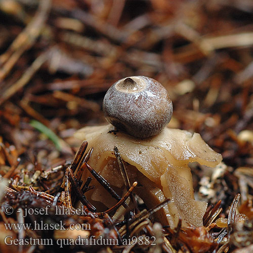 Geastrum quadrifidum Vierslippige aardster Fyrflikig jordstjärna Firfliget stjernebold Звездовик четырехлопастной Hviezdovka štvorcípová Neulasmaatähti Hvězdovka smrková Gwiazdosz czteropromienny Four-Footed Earthstar Kleiner Nesterdstern Nest-Erdstern Géastre quatre pieds branches Četverokraka zvezdica